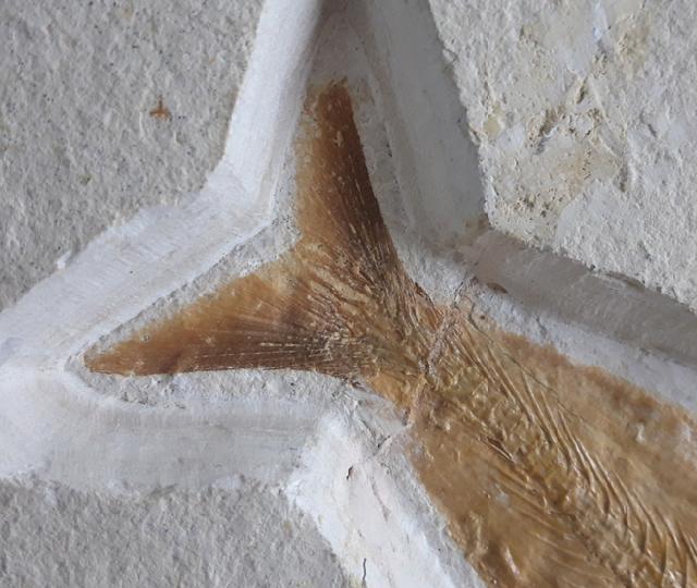 Tharsis dubius (BLAINVILLE 1818) - Bild © FossNet FossilienStore